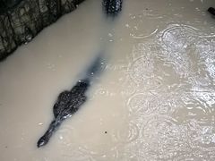 -清迈夜间动物园