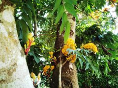 -中国科学院西双版纳热带植物园