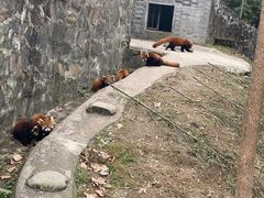 -都江堰中华大熊猫苑