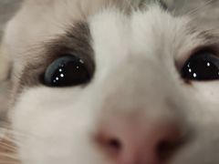 -楼上猫咖(罗湖店)
