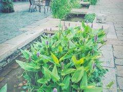 -好一朵茉莉花(老门东店)