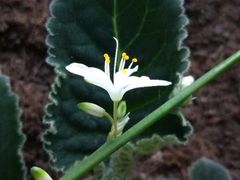 -海天一色海景自助餐厅(西港花园店)