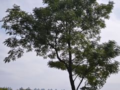 -盘龙城国家考古遗址公园