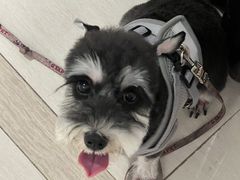 -伟伟宠物医院·CT影像中心·瑞派犬猫综合性门诊(汉口总院)