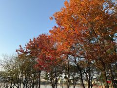 -月湖风景区