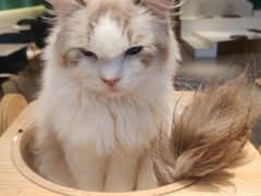 -飞行喵MR PILOT|猫舍·猫咖(静安大融城店)