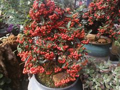 -金陵花卉交易市场