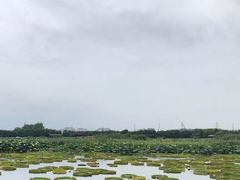 -荷塘月色湿地公园·向阳花洲
