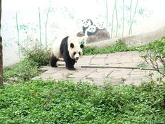 -中国大熊猫保护研究中心雅安碧峰峡基地