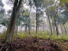 -四明山国家森林公园