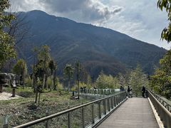 -卧龙中华大熊猫苑神树坪基地