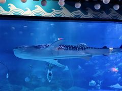 -烟台海昌鲸鲨海洋公园