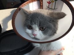 -贝利宠物医院·骨科·眼科·肿瘤转诊中心(南坪诊疗中心)