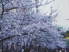 -西北湖绿化广场