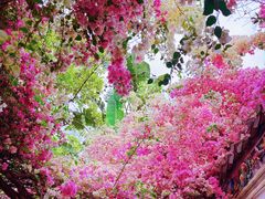 -深圳国际园林花卉博览园