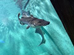 -太平洋海底世界