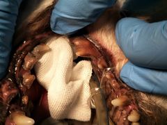 -菲尔斯特宠物医院