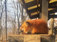 -宫城藏王狐狸村