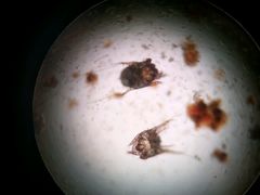 -荣耀金沙动物医院(清江西路店)