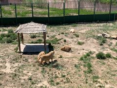 -新疆天山野生动物园