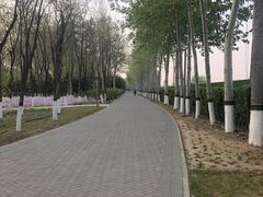 -大兴滨河森林公园