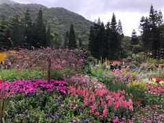 -深圳仙湖植物园