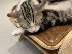 -飞行喵MR PILOT|猫舍·猫咖(静安大融城店)