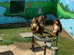 -西霞口神雕山野生动物世界