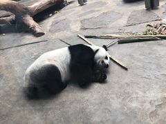 -石家庄市动物园