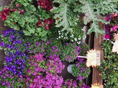 -桂林市花鸟市场