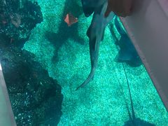 -暹罗海洋世界