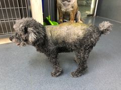 -爱侣宠医·鹦鹉专科·小型哺乳类·异宠专科(灵石路店)