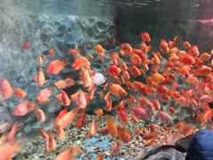 -苏州海洋馆