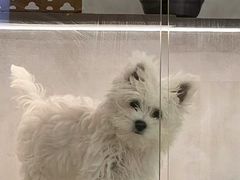 -翊宠yipet猫狗购宠庄园犬舍•猫舍