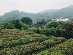 -龙井村