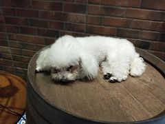 -more than meow吴止猫主题餐厅(承德 中船汇店)