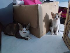 -宠物星动物医院·眼科·异宠·猫科(江南大道总院)