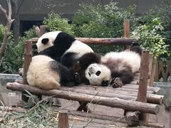 -成都大熊猫繁育研究基地