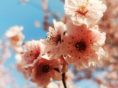 -梅花山(明孝陵内)