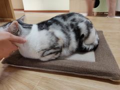 -猫和宫(六道口店)