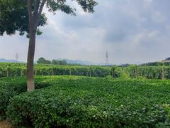 -北京张裕爱斐堡酒庄