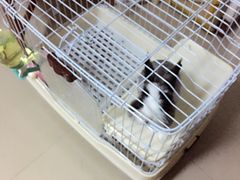 -宠物兔专门店(天丰利市场店)