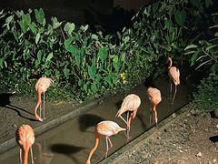 -清迈夜间动物园