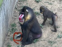 -大连森林动物园