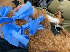 -美联众合动物医院·24h京西诊疗中心