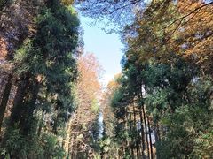 -山王坪喀斯特国家生态公园