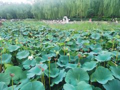 -莲花池公园