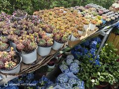 -国家植物园南园