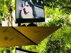 -TrueLove @ Neverland (Husky Cafe)