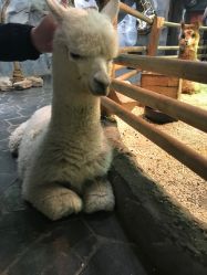 -Zoolung Zoolung动物主题公园(海信广场店)